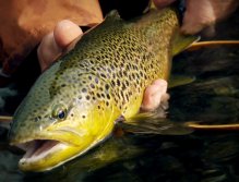 A very nice 3 lbs trout from Lapland