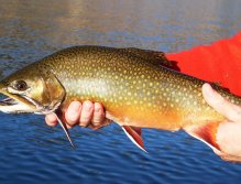 Brook-Trout-Small