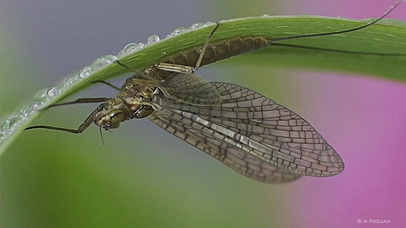 Siphlonurus takes shelter for rain