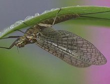 Siphlonurus takes shelter for rain