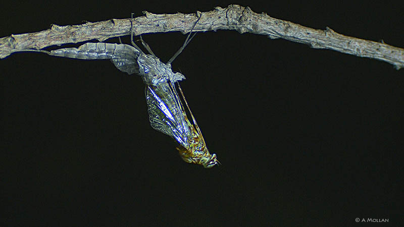 Siphlonurus fron subimago to imago