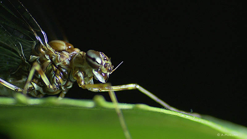 Siphlonurus subimago