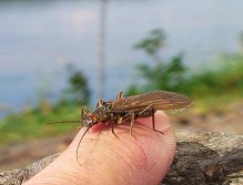 Dinocras stonefly