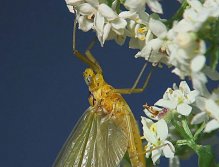 Heptagenia Sulphurea imago