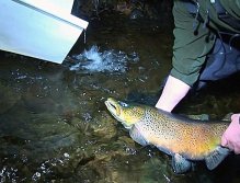 Catching Brown Trout for cultivation
