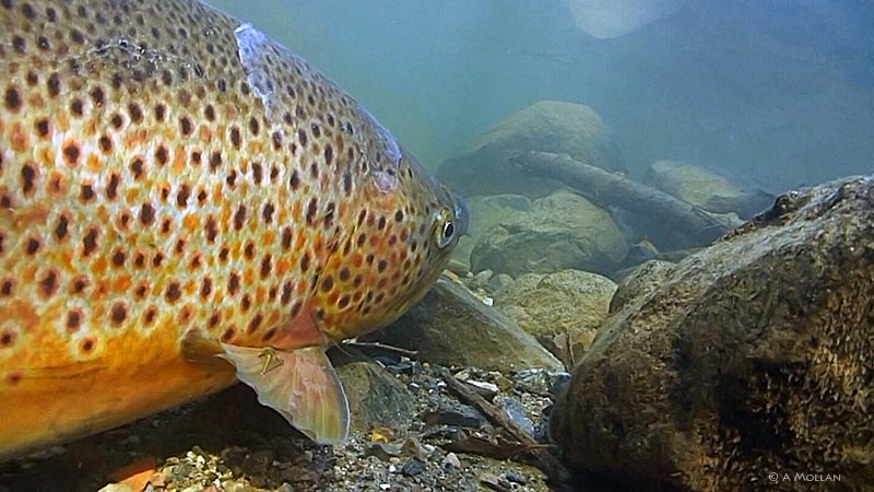 Big Brown Trout aprox 87 cm long