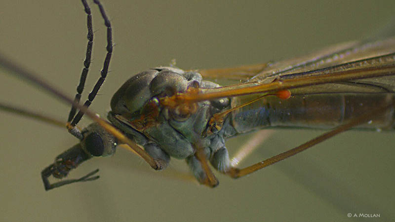 Daddy Longleg portrait