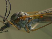 Daddy Longleg portrait