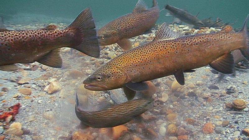 Brown Trout spawn in a Norwegian river
