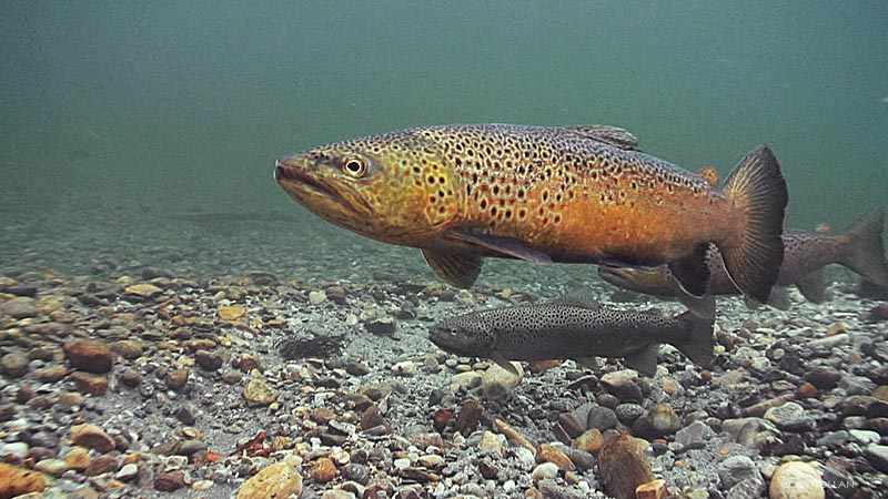 Brown Trout spawn in a Norwegian river