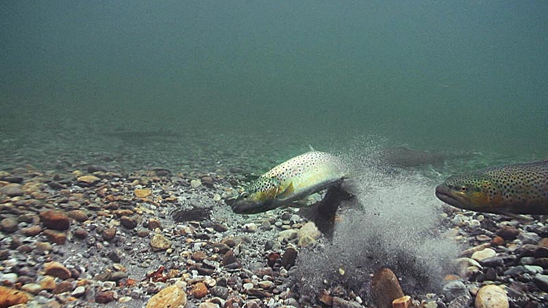 Brown Trout digging a nest for spawning
