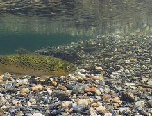 Brown Trout hunting Minnows