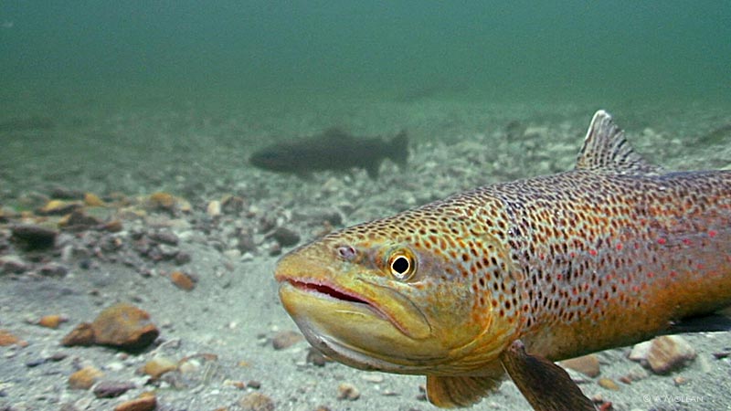 Brown Trout waiting for female