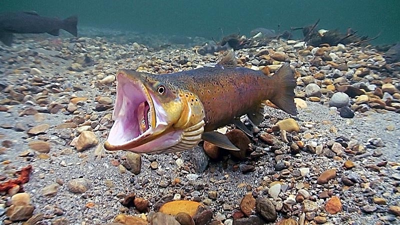 A small dryfly will fit�