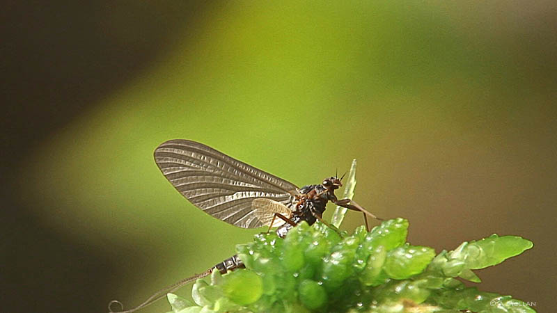 New hatched mayfly dries its wings