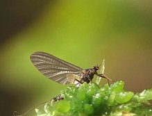 New hatched mayfly dries its wings
