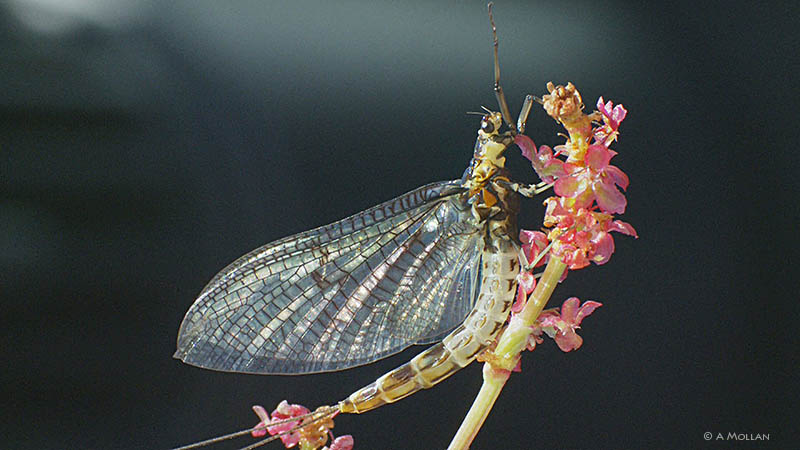 Ephmera Danica imago