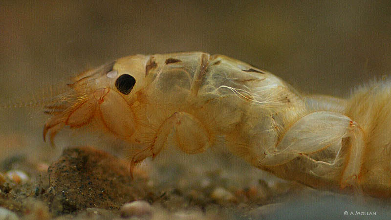 Ephmera Danica nymph