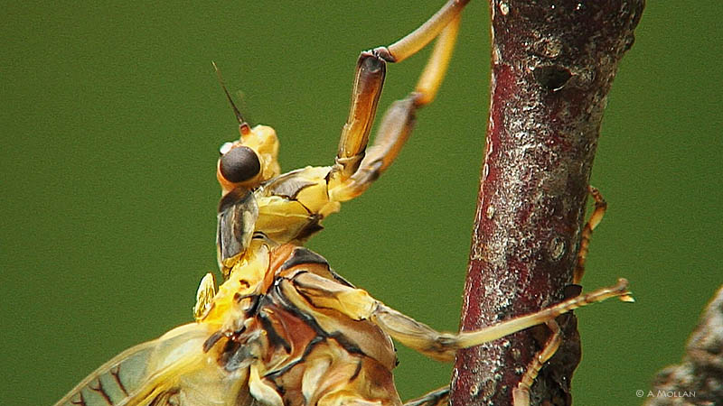 Ephmera Danica subimago