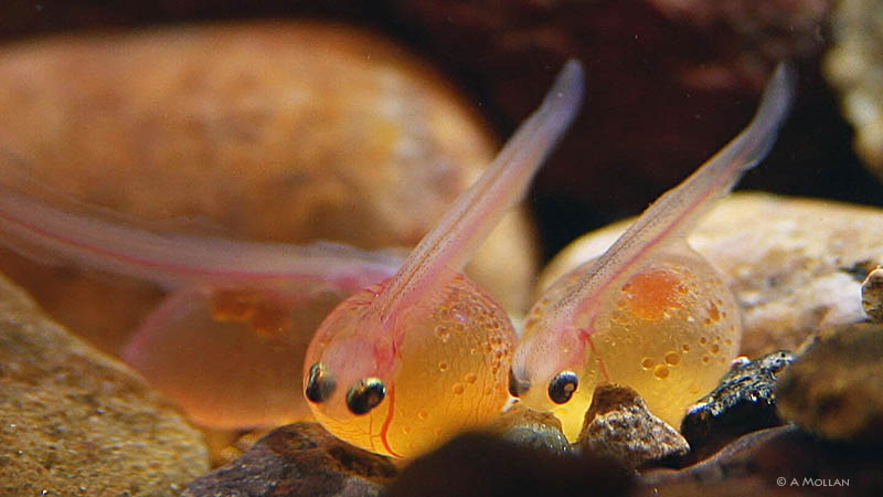 Brown Trout hatchling