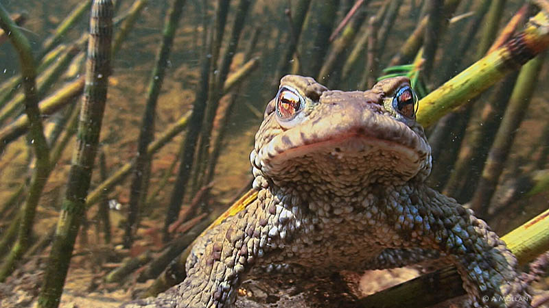 Frog waiting for a nymph