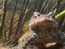 Frog waiting for a nymph