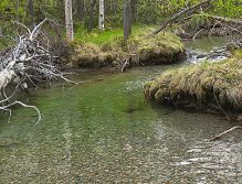 Spring creek in Norway
