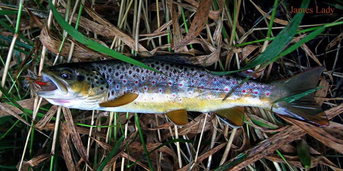 Brown Trout Blues