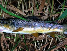Brown Trout Blues