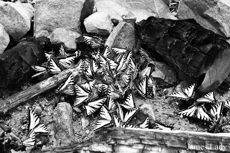 Gathering of Tiger Swallowtails