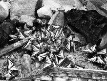 Gathering of Tiger Swallowtails