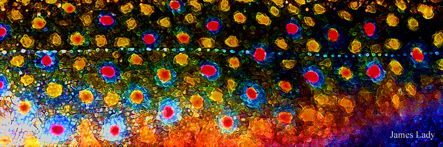 Beautiful Skin, Brook Trout