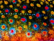 Beautiful Skin, Brook Trout