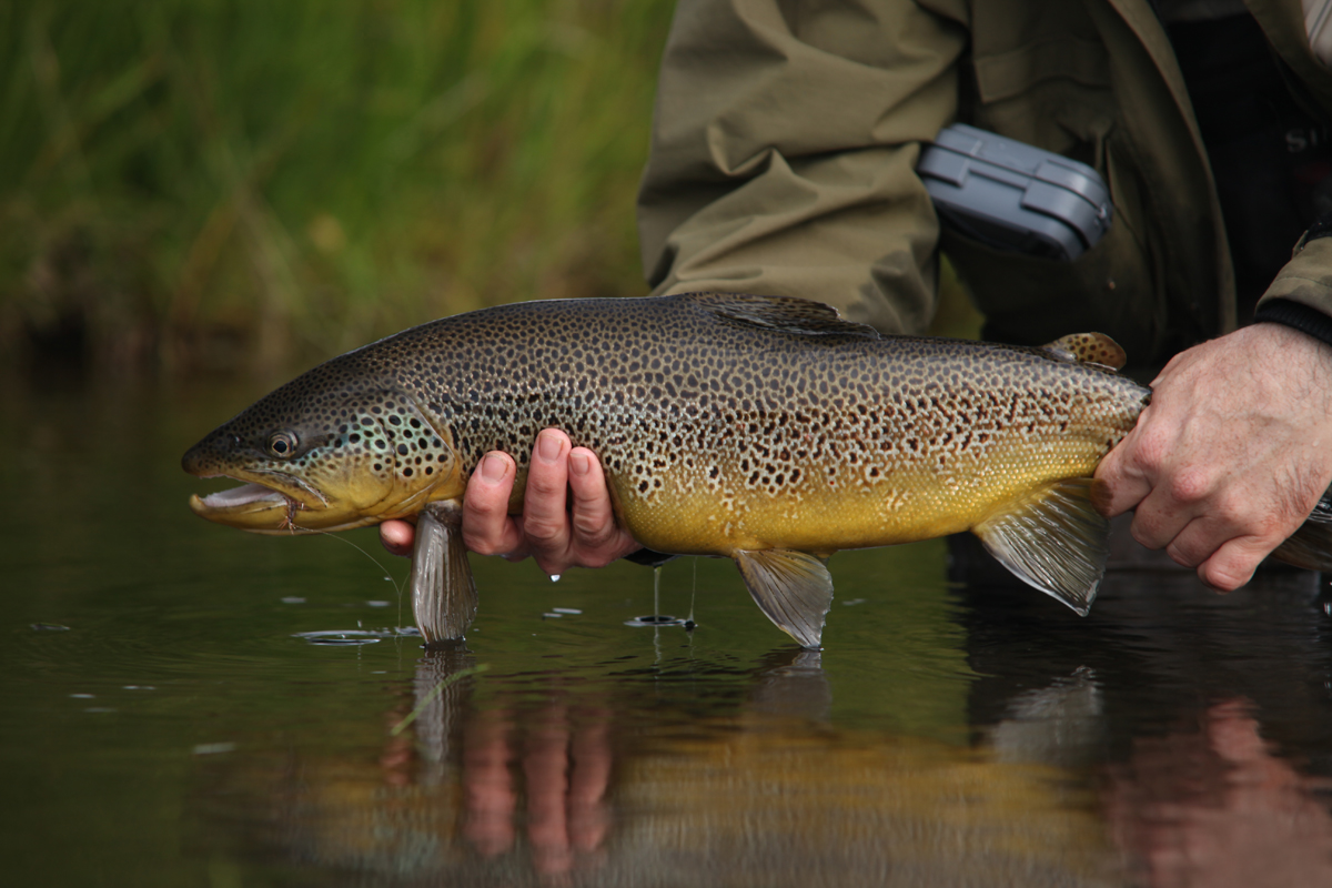 There are many big brown trout in Iceland`s spring creeks