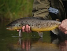There are many big brown trout in Iceland`s spring creeks