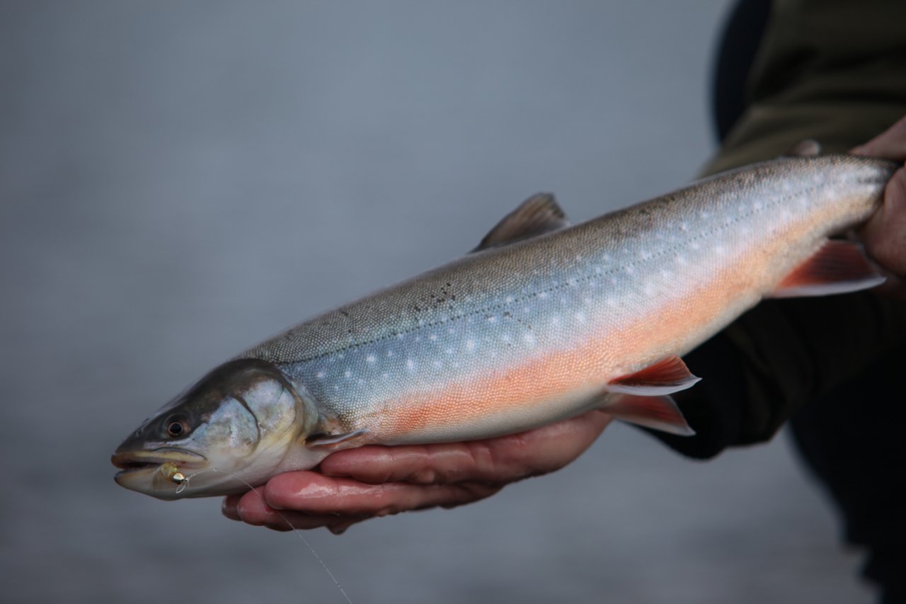 Arctic Char fight like demons and taste like heaven
