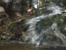 The fish hits the back of the net