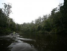 The glorious Rainforest