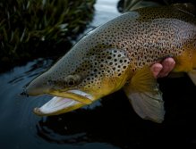 A Western Lakes Thumper