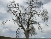 A tortured tree on the high plateau