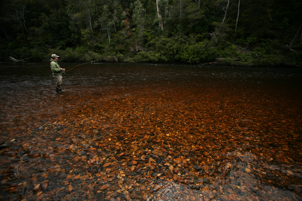Waiting for the Whitebait Feeders