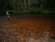 Waiting for the Whitebait Feeders