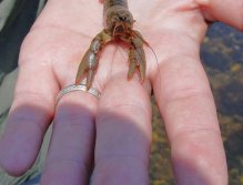 Crayfish