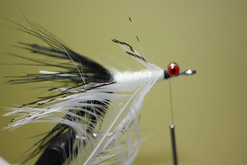 Select a white lady amherst feather and tie in by the tip