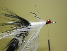 Select a white lady amherst feather and tie in by the tip