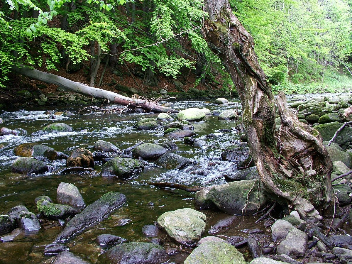 Jizera river following a high-water