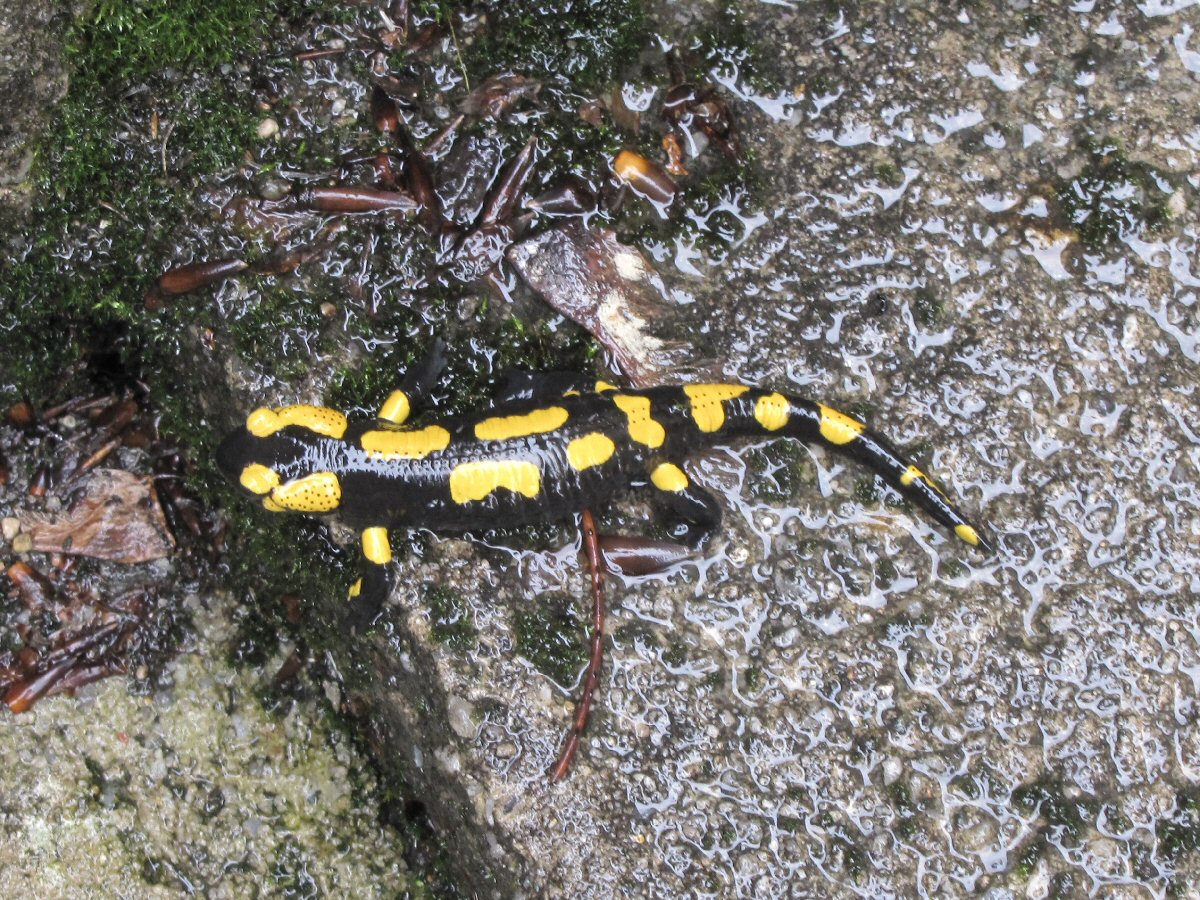 Why, hello, little salamander! (Jizera river)
