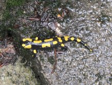 Why, hello, little salamander! (Jizera river)