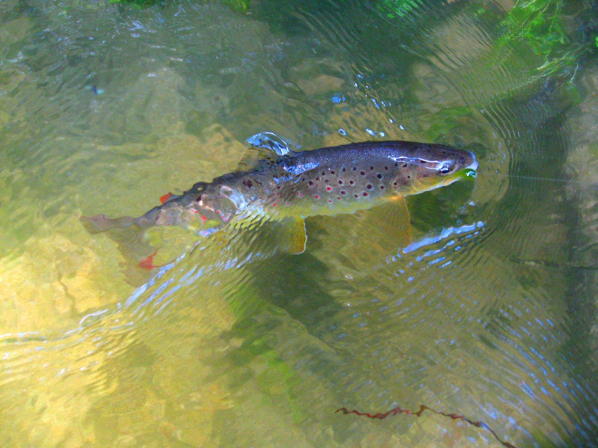A Stunning wild trout