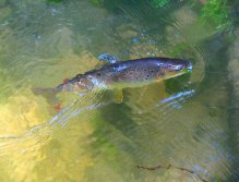 A Stunning wild trout